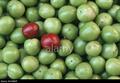 گوجه سبز